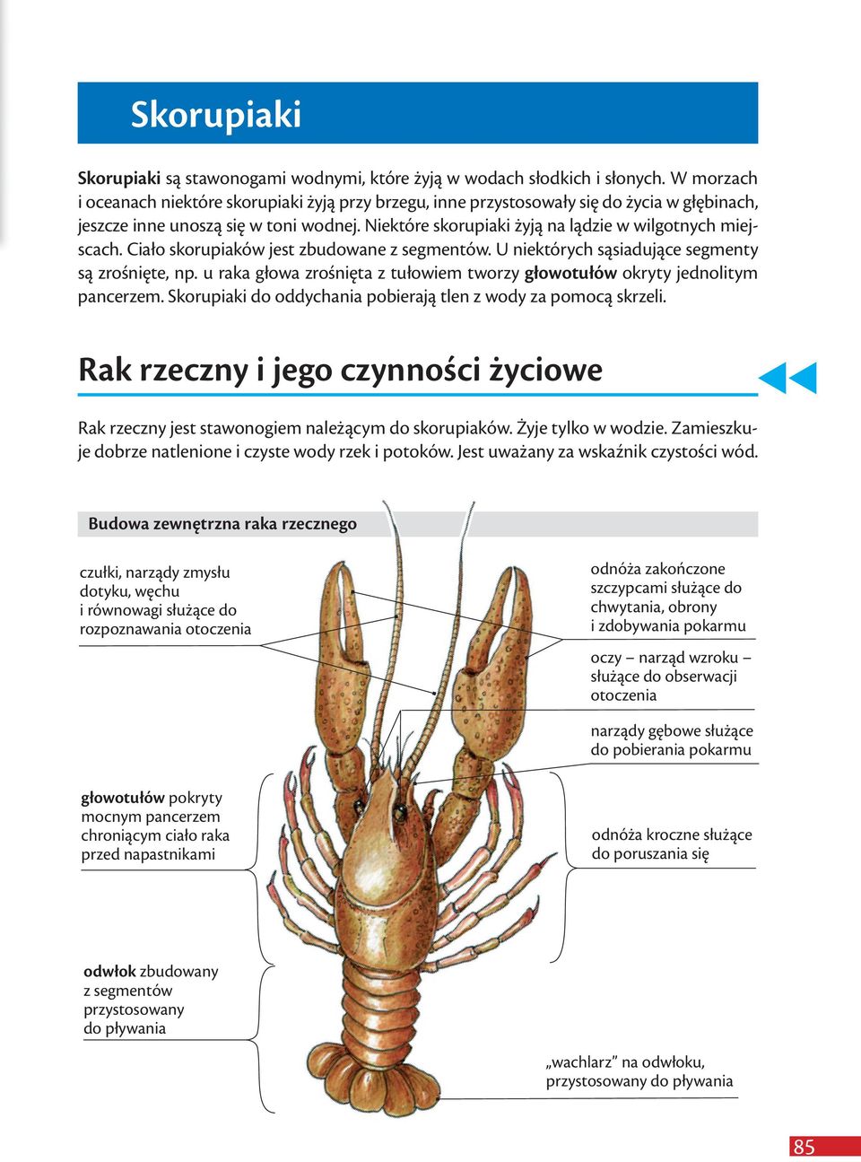 Niektóre skorupiaki żyją na lądzie w wilgotnych miejscach. Ciało skorupiaków jest zbudowane z segmentów. U niektórych sąsiadujące segmenty są zrośnięte, np.