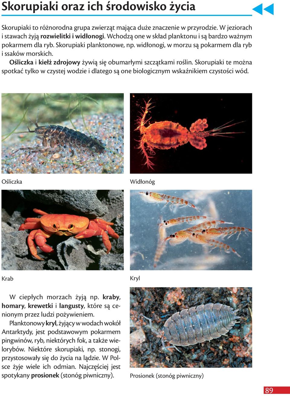 Ośliczka i kiełż zdrojowy żywią się obumarłymi szczątkami roślin. Skorupiaki te można spotkać tylko w czystej wodzie i dlatego są one biologicznym wskaźnikiem czystości wód.