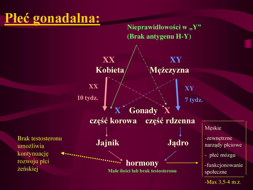 X Gonady X część korowa część rdzenna Jajnik hormony Małe ilości lub brak testosteronu