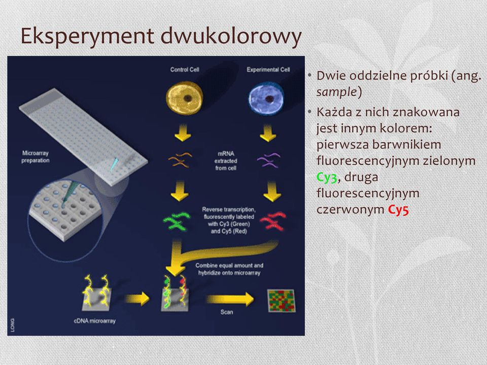 kolorem: pierwsza barwnikiem fluorescencyjnym