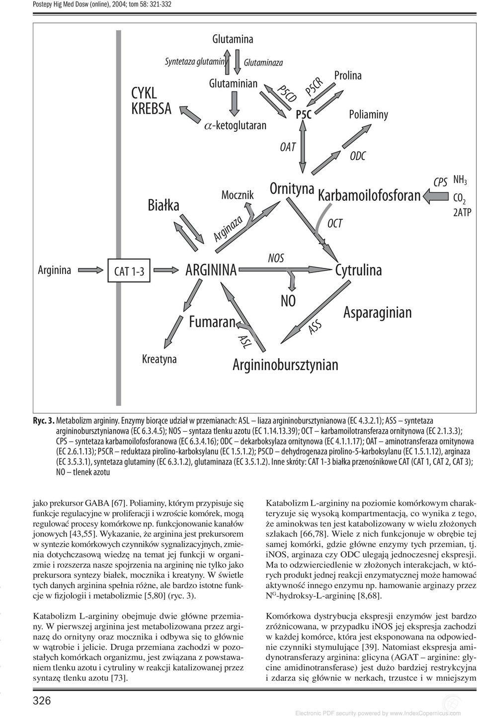 Enzymy biorące udział w przemianach: ASL liaza argininobursztynianowa (EC 4.3.2.1); ASS syntetaza argininobursztynianowa (EC 6.3.4.5); NOS syntaza tlenku azotu (EC 1.14.13.