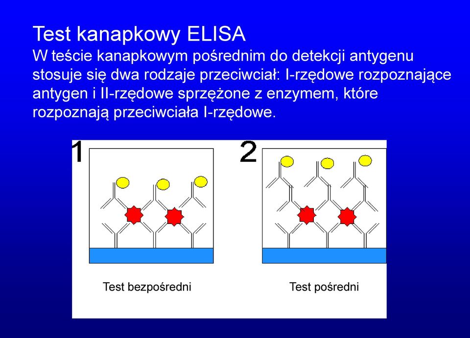 I-rzędowe rozpoznające antygen i II-rzędowe sprzężone z