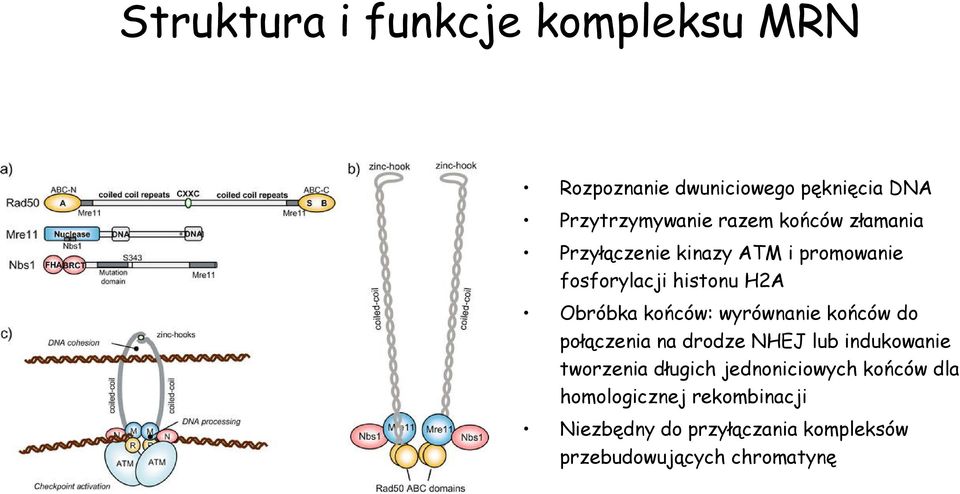 wyrównanie końców do połączenia na drodze NHEJ lub indukowanie tworzenia długich jednoniciowych