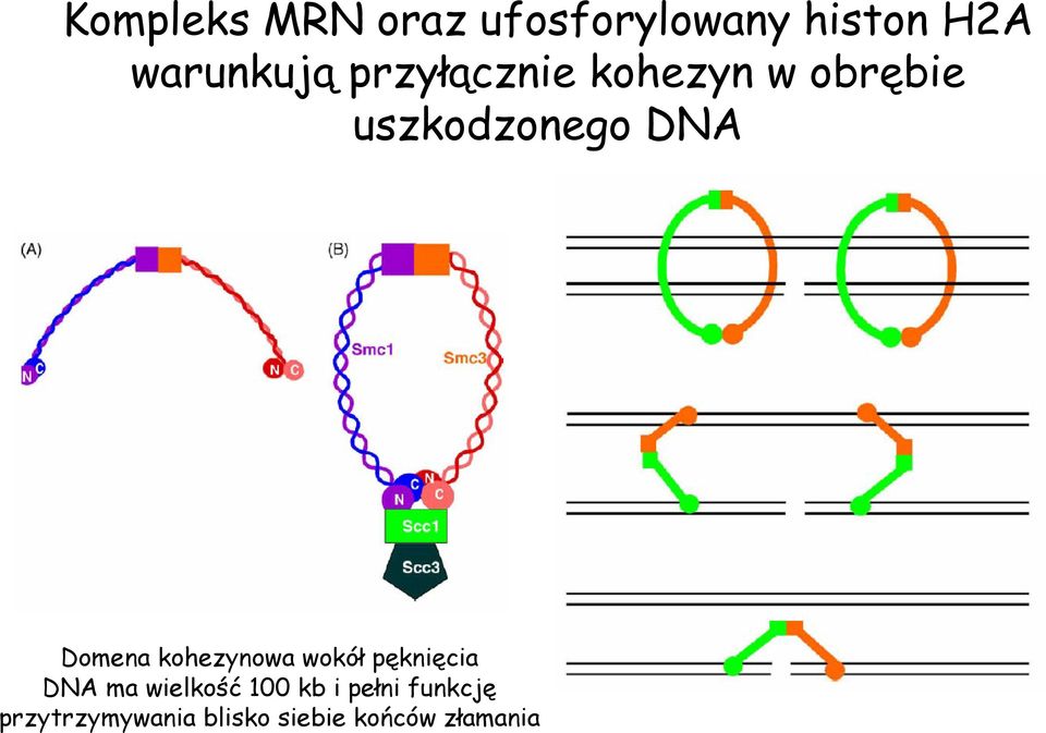 kohezynowa wokół pęknięcia DNA ma wielkość 100 kb i