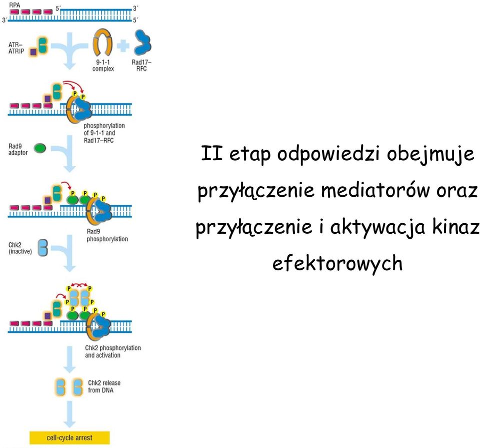 mediatorów oraz