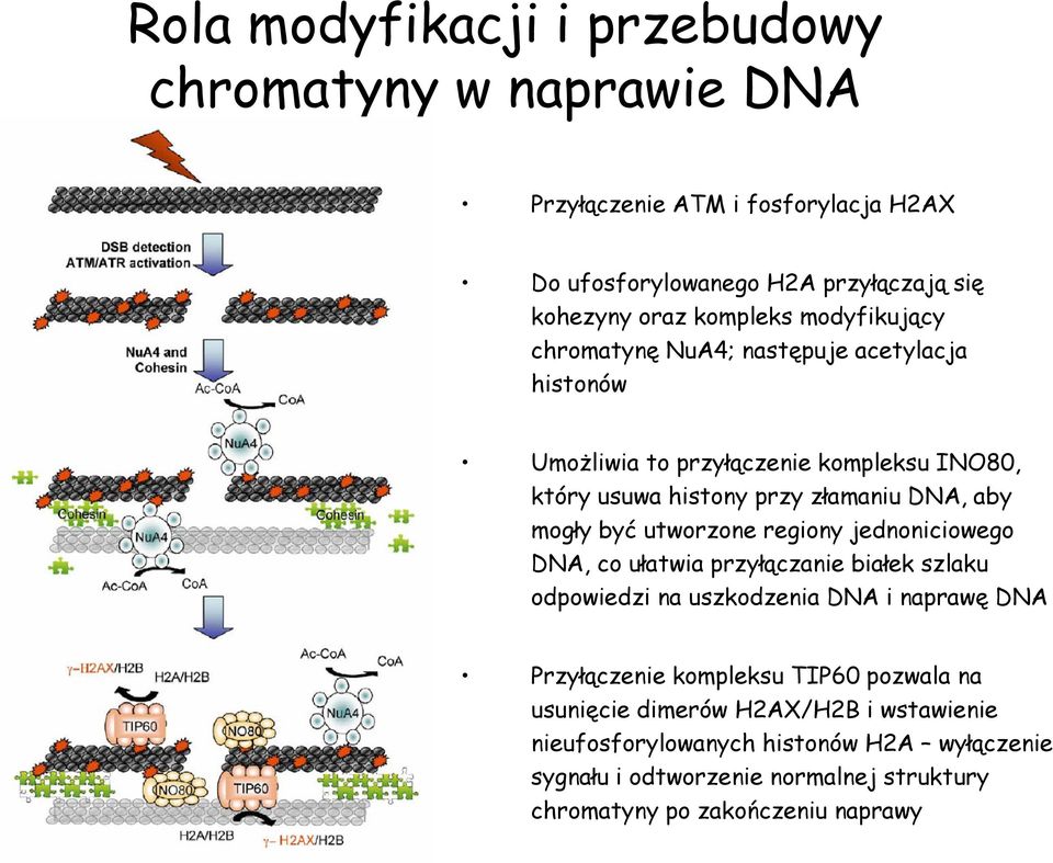 utworzone regiony jednoniciowego DNA, co ułatwia przyłączanie białek szlaku odpowiedzi na uszkodzenia DNA i naprawę DNA Przyłączenie kompleksu TIP60 pozwala