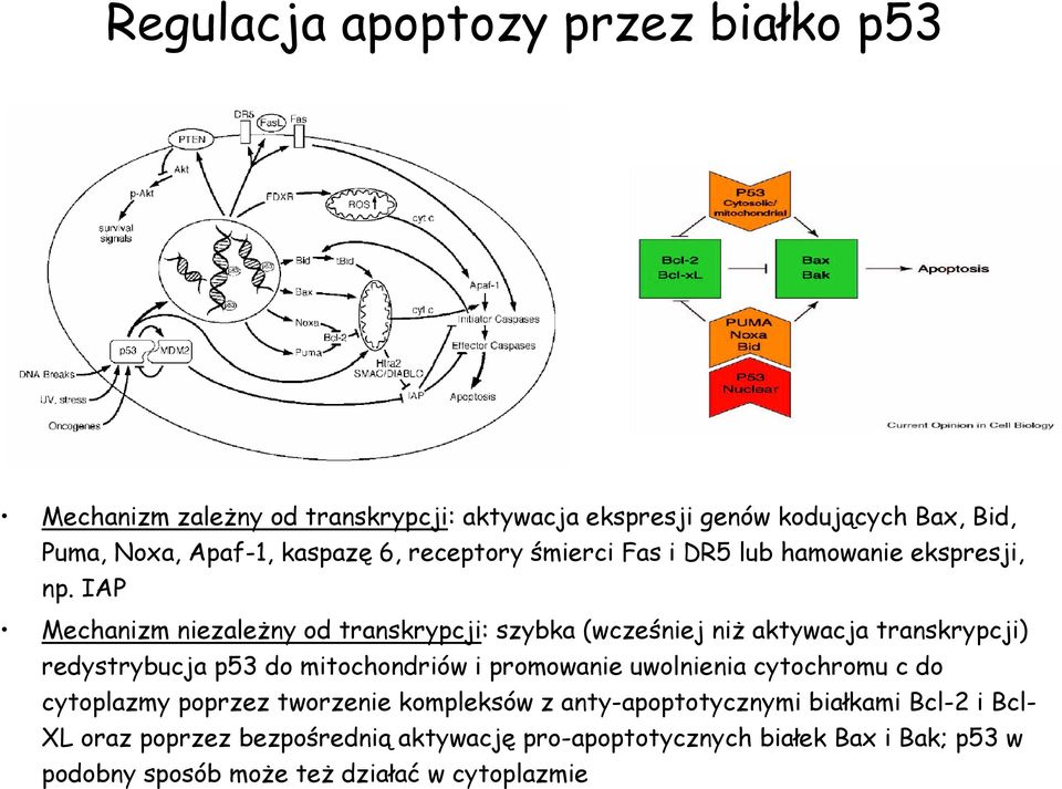 IAP Mechanizm niezależny od transkrypcji: szybka (wcześniej niż aktywacja transkrypcji) redystrybucja p53 do mitochondriów i promowanie