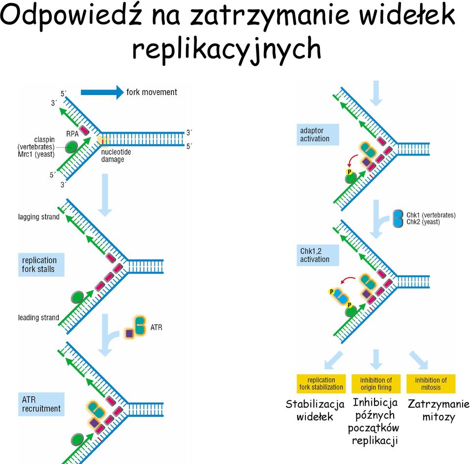 Stabilizacja widełek Inhibicja