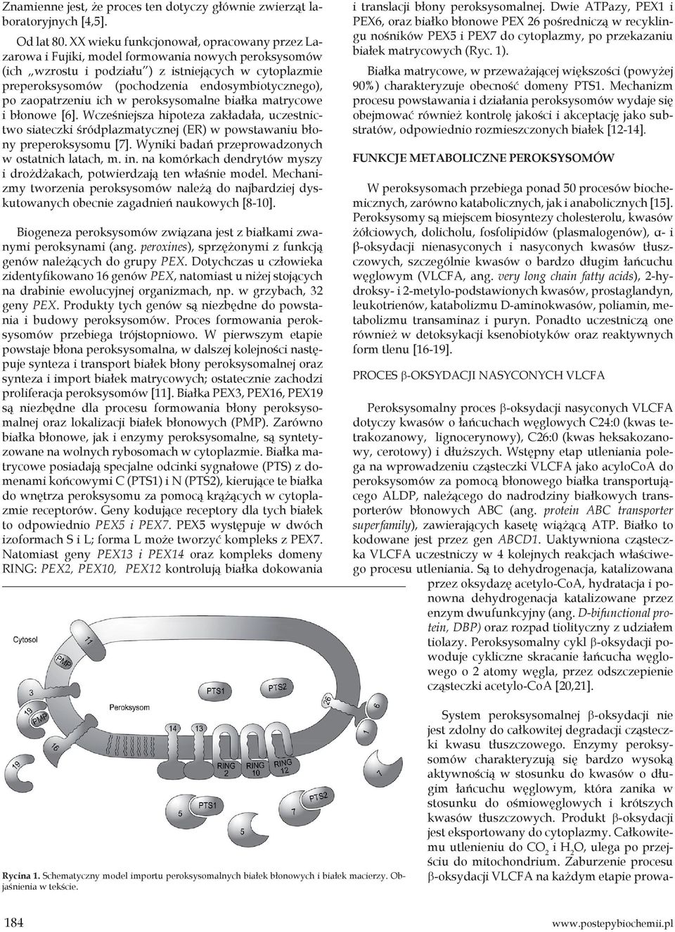 endosymbiotycznego), po zaopatrzeniu ich w peroksysomalne białka matrycowe i błonowe [6].