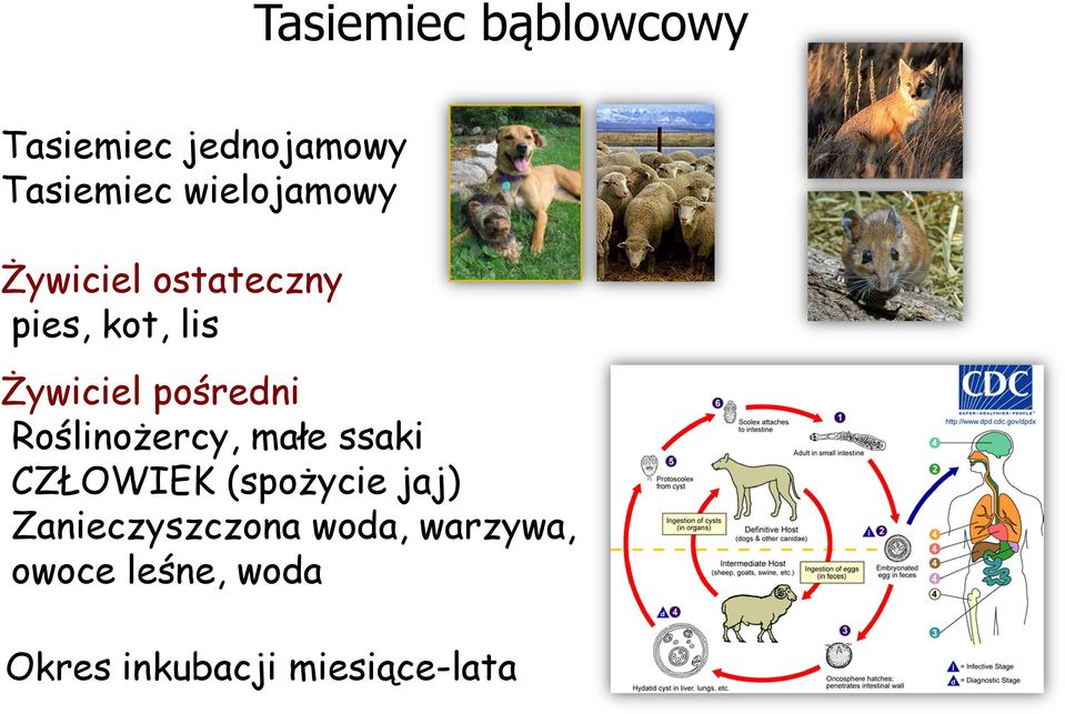 pośredni Roślinożercy, małe ssaki CZŁOWIEK (spożycie jaj)