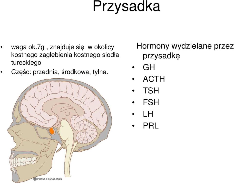 zagłębienia kostnego siodła tureckiego Częśc: