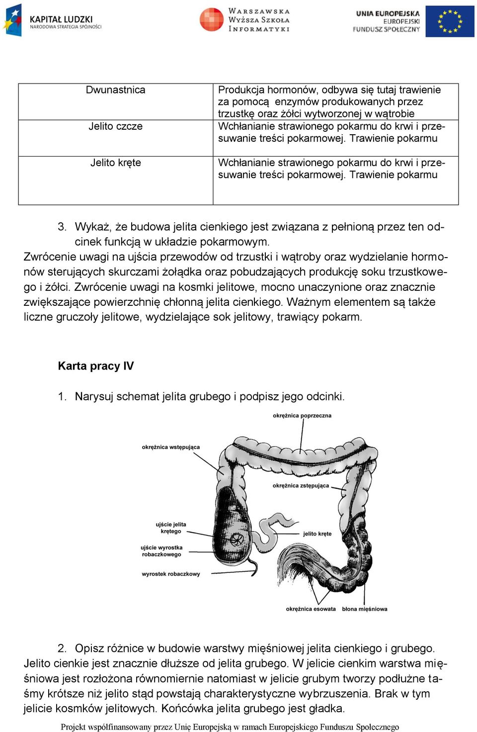 Wykaż, że budowa jelita cienkiego jest związana z pełnioną przez ten odcinek funkcją w układzie pokarmowym.