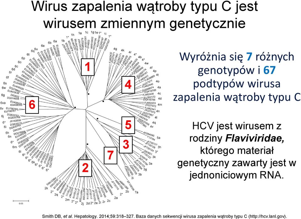 Flaviviridae, którego materiał genetyczny zawarty jest w jednoniciowym RNA. Smith DB, et al.