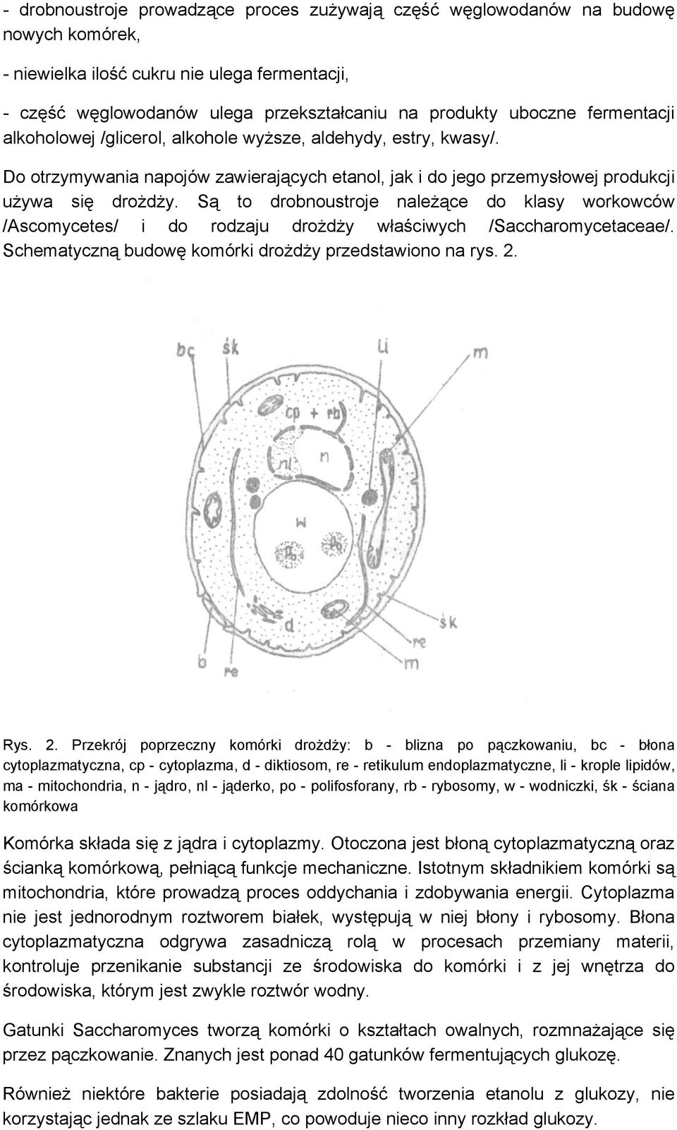 Są to drobnoustroje należące do klasy workowców /Ascomycetes/ i do rodzaju drożdży właściwych /Saccharomycetaceae/. Schematyczną budowę komórki drożdży przedstawiono na rys. 2.