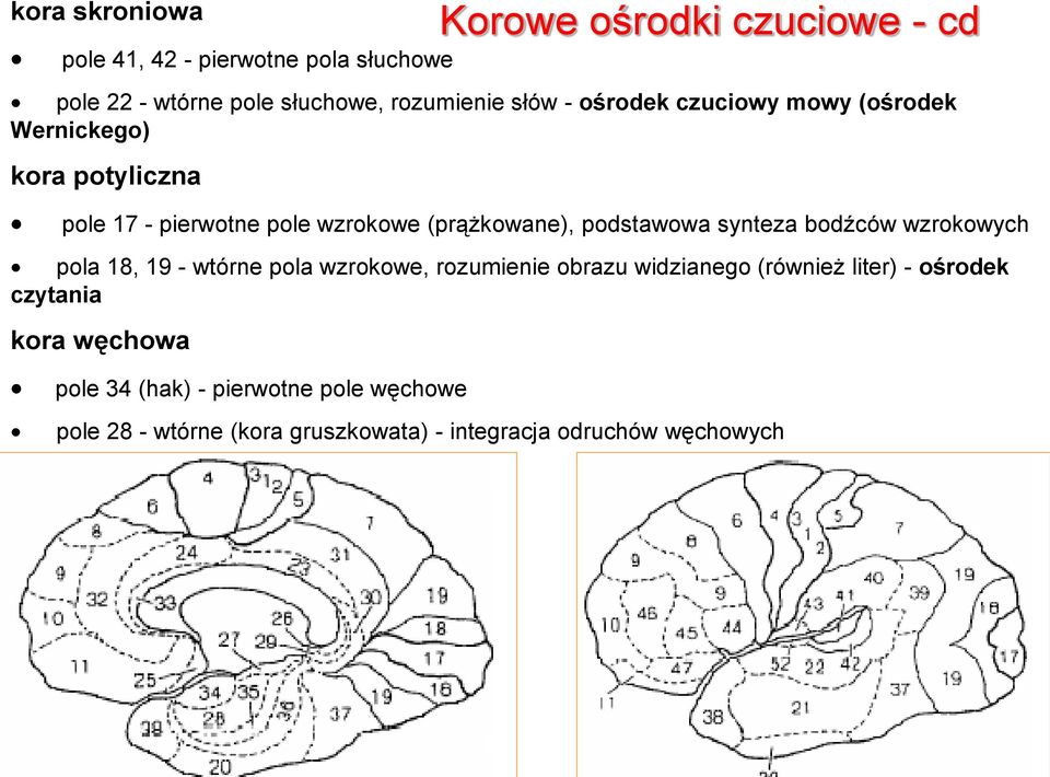 wzrokowych pola 18, 19 - wtórne pola wzrokowe, rozumienie obrazu widzianego (również liter) - ośrodek czytania kora węchowa