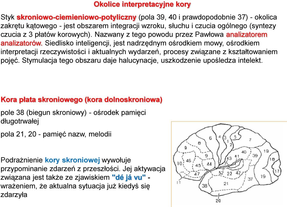 Siedlisko inteligencji, jest nadrzędnym ośrodkiem mowy, ośrodkiem interpretacji rzeczywistości i aktualnych wydarzeń, procesy związane z kształtowaniem pojęć.