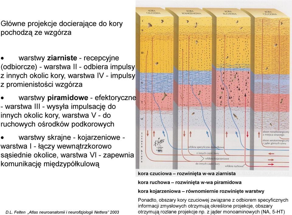 wewnątrzkorowo sąsiednie okolice, warstwa VI - zapewnia komunikację międzypółkulową D.L.