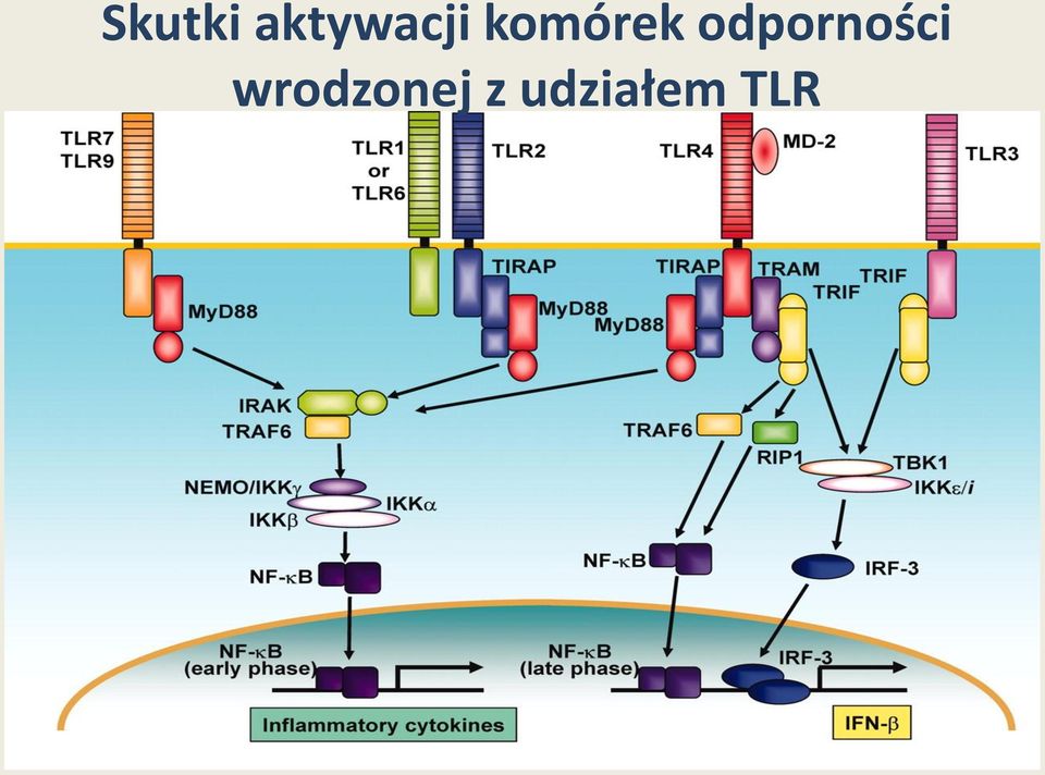 komórek