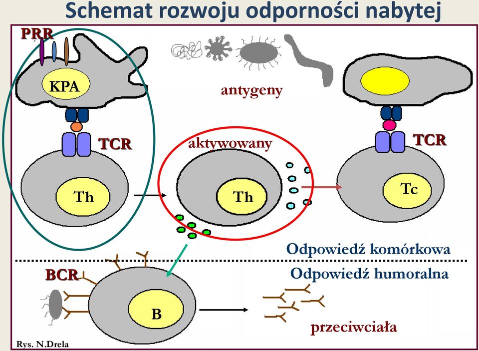 TCR Th Th Tc BCR Odpowiedź komórkowa