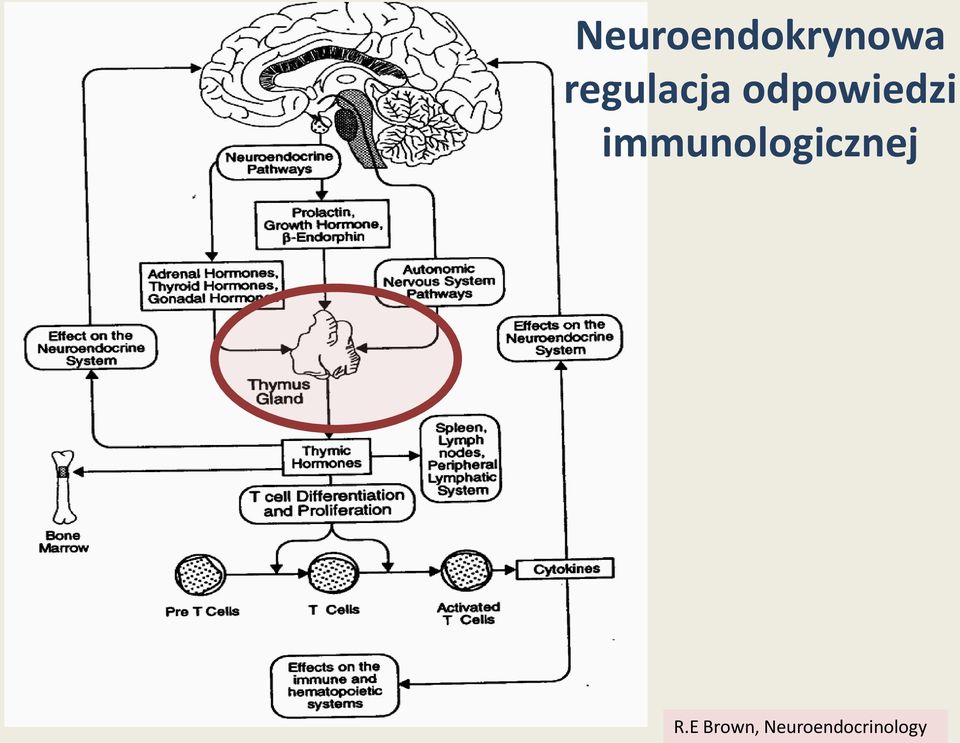 immunologicznej R.