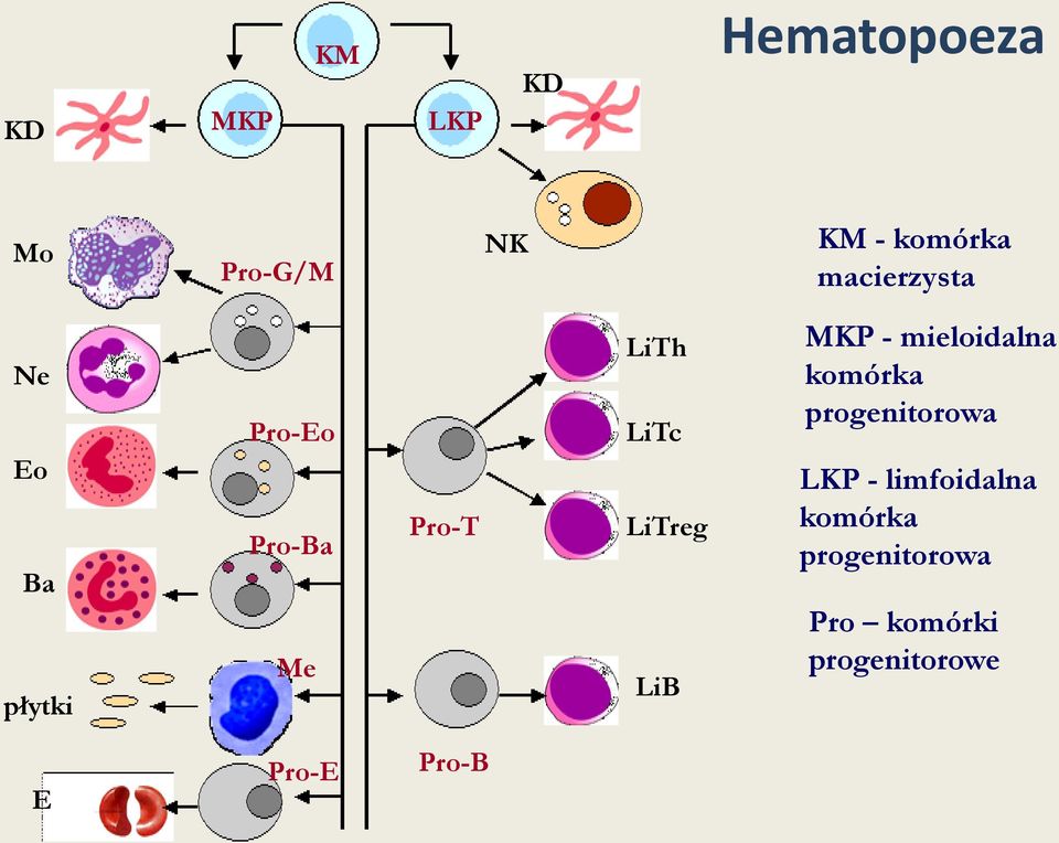 LiTreg LiB MKP - mieloidalna komórka progenitorowa LKP -