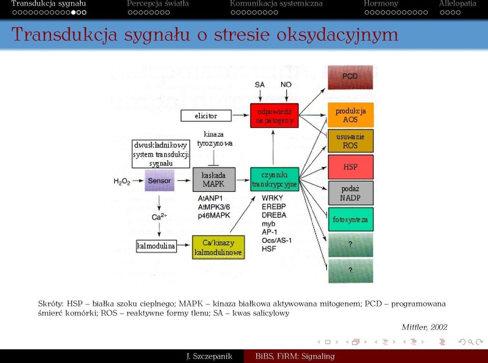 aktywowana mitogenem; PCD programowana śmierć