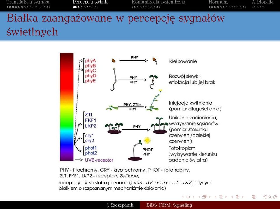 w percepcję