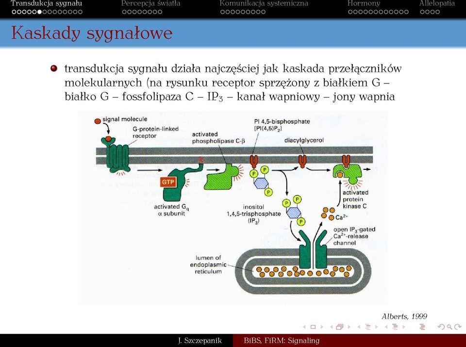 (na rysunku receptor sprzężony z białkiem G białko G