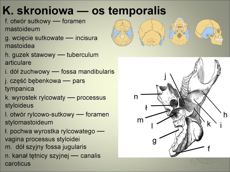 wyrostek rylcowaty processus styloideus l. otwór rylcowo-sutkowy foramen stylomastoideum ł.