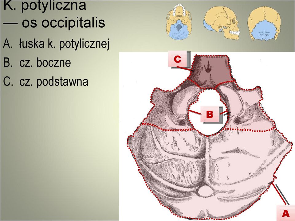 potylicznej B. cz.