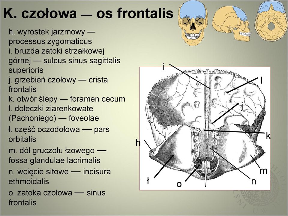 otwór ślepy foramen cecum l. dołeczki ziarenkowate (Pachoniego) foveolae ł.