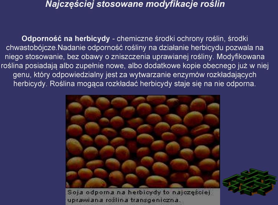 nadanie odporność rośliny na działanie herbicydu pozwala na niego stosowanie, bez obawy o zniszczenia uprawianej