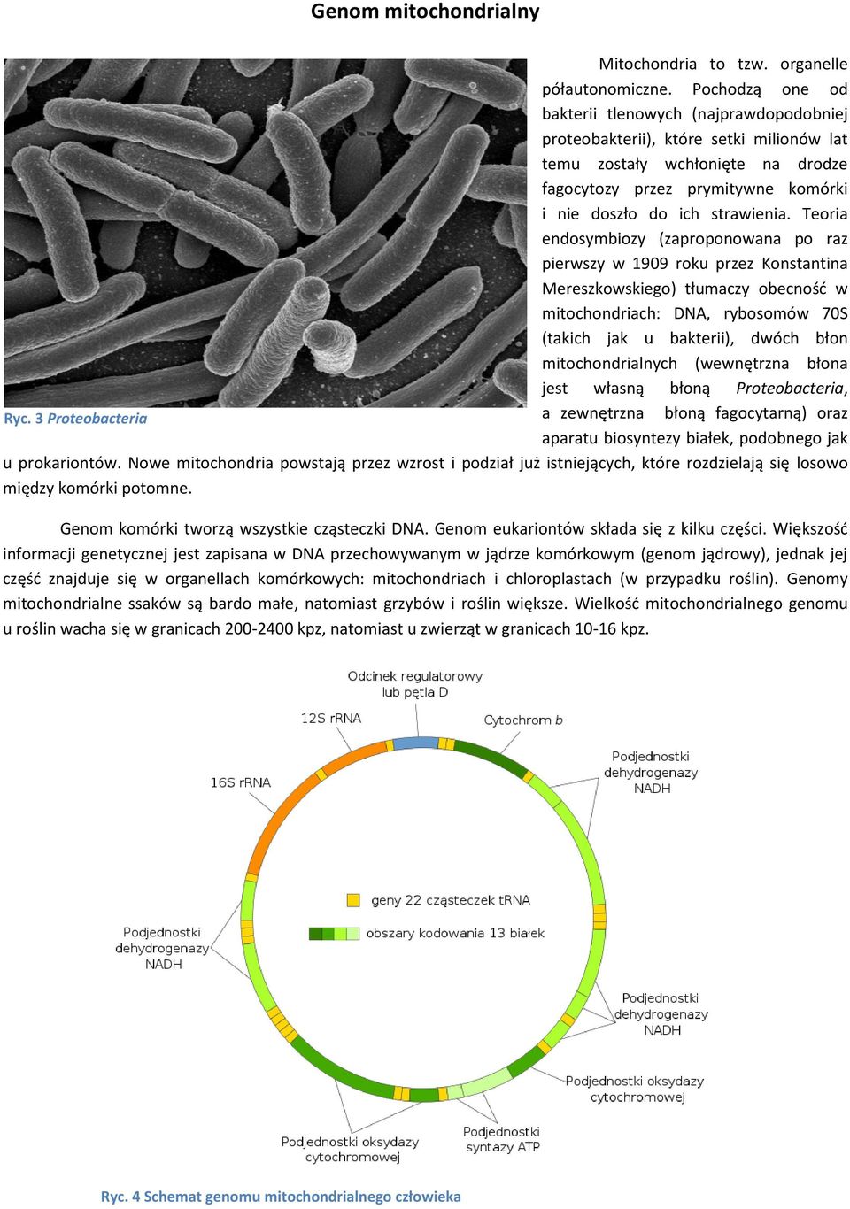 Teoria endosymbiozy (zaproponowana po raz pierwszy w 1909 roku przez Konstantina Mereszkowskiego) tłumaczy obecnośd w mitochondriach: DNA, rybosomów 70S (takich jak u bakterii), dwóch błon