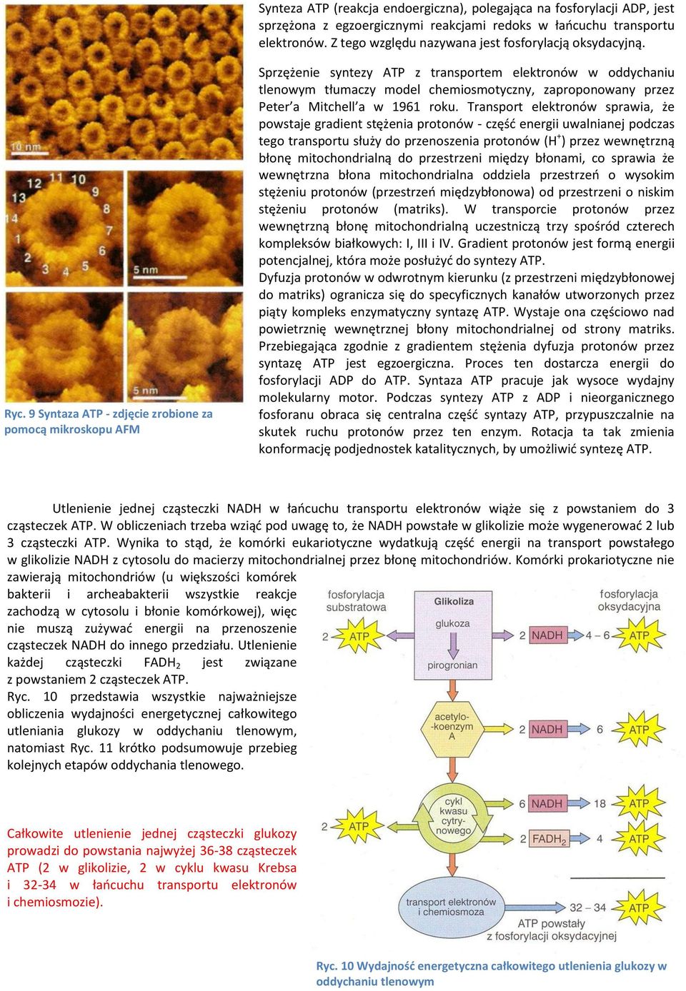 9 Syntaza ATP - zdjęcie zrobione za pomocą mikroskopu AFM Sprzężenie syntezy ATP z transportem elektronów w oddychaniu tlenowym tłumaczy model chemiosmotyczny, zaproponowany przez Peter a Mitchell a