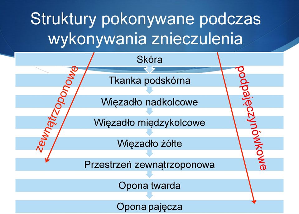 nadkolcowe Więzadło międzykolcowe Więzadło żółte