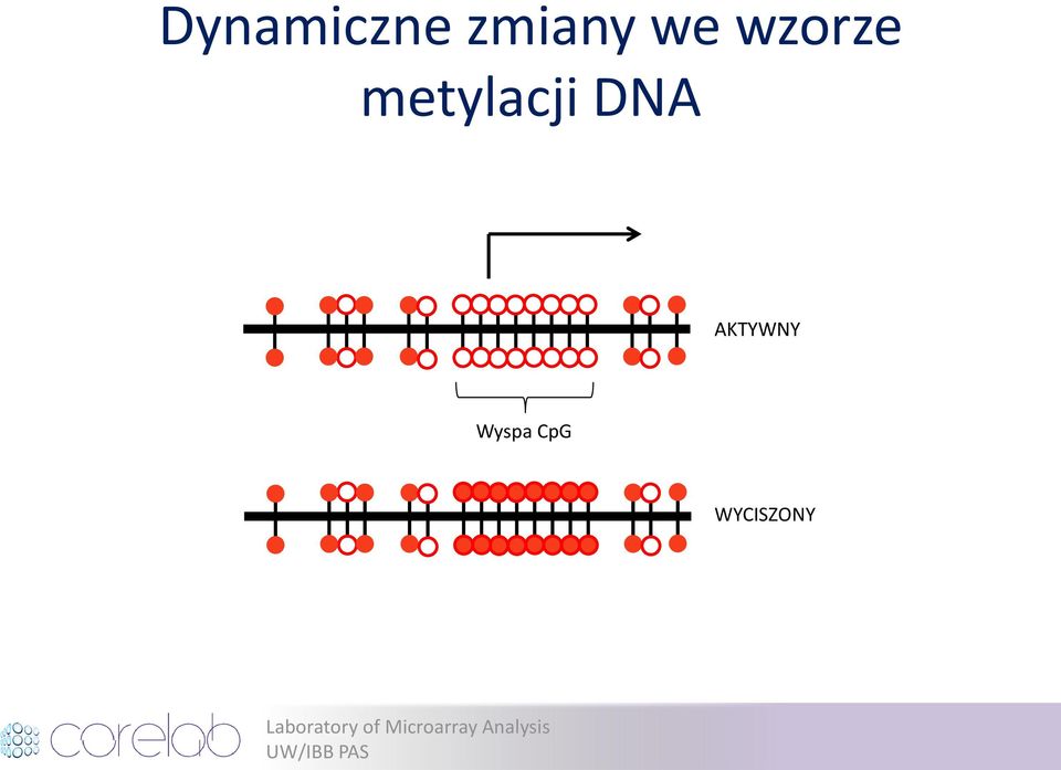 metylacji DNA