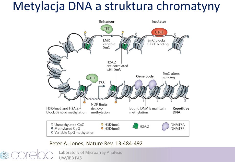 chromatyny Peter A.