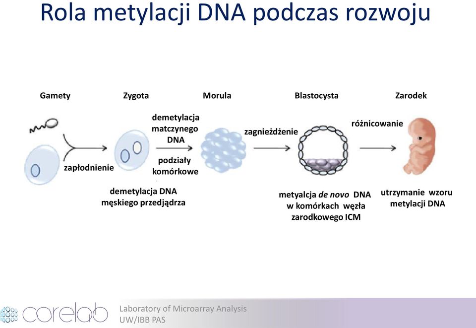 zapłodnienie podziały komórkowe demetylacja DNA męskiego przedjądrza