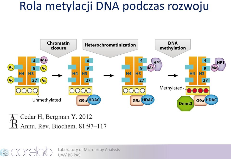 DNA