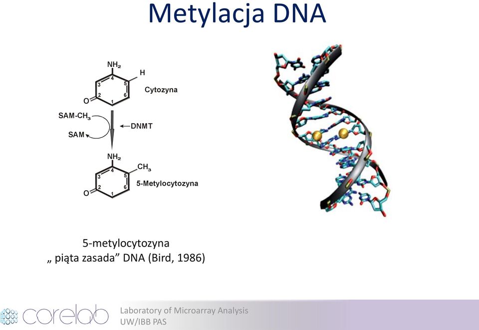 1 CH 5-Metylocytozyna