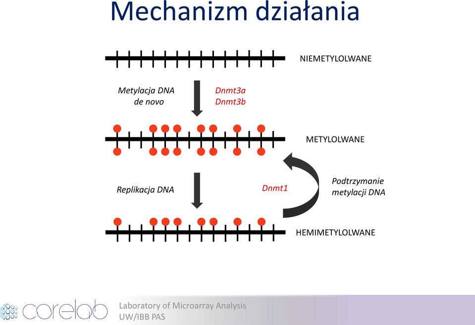 METYLOLWANE Replikacja DNA Dnmt1