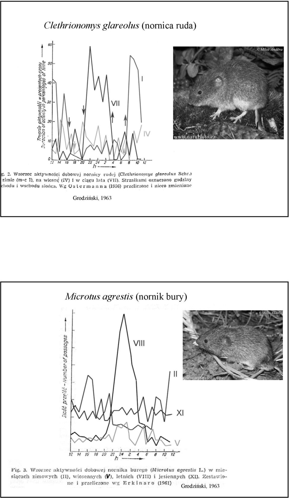 Grodziński, 1963 Microtus