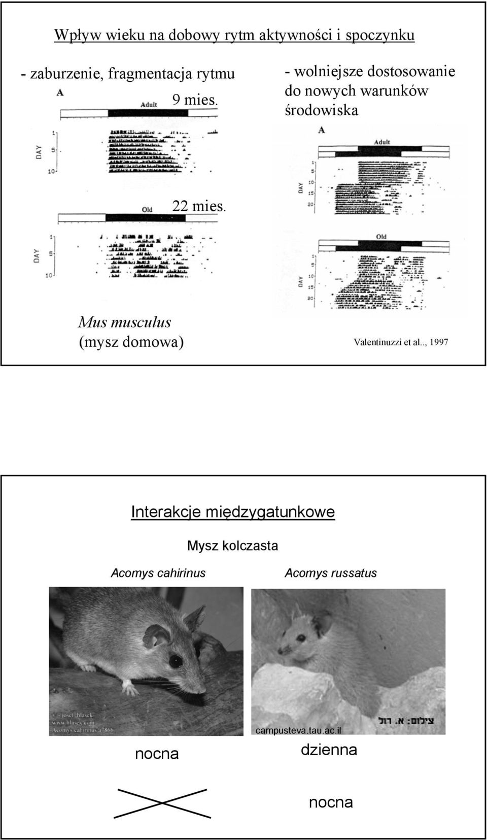 Mus musculus (mysz domowa) Valentinuzzi et al.