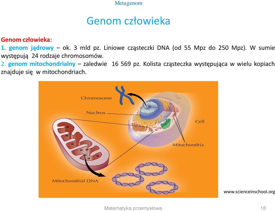 W sumie występują 24 rodzaje chromosomów. 2. genom mitochondrialny zaledwie 16 569 pz.