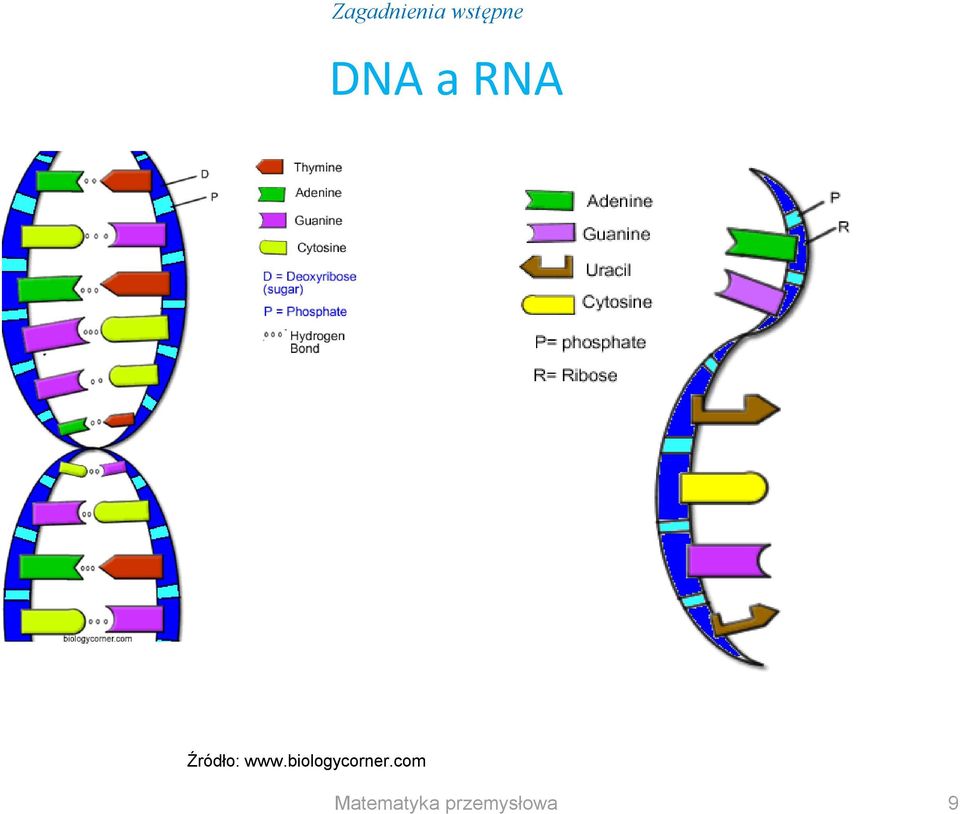 RNA Źródło: www.