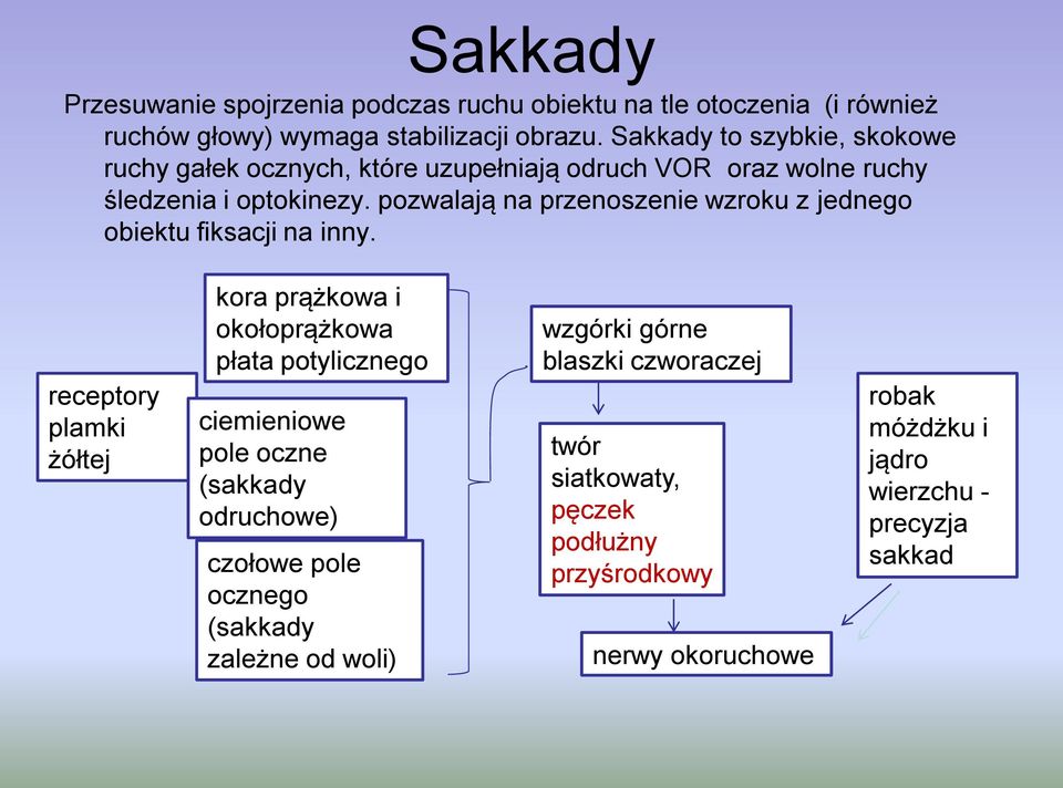 pozwalają na przenoszenie wzroku z jednego obiektu fiksacji na inny.