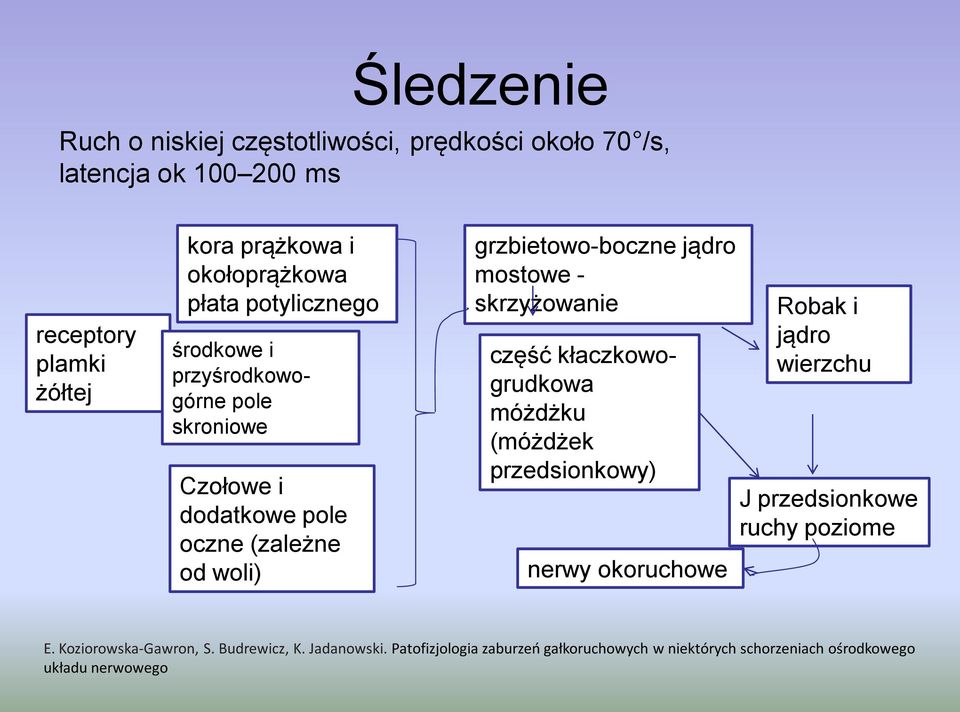 mostowe - skrzyżowanie część kłaczkowogrudkowa móżdżku (móżdżek przedsionkowy) nerwy okoruchowe Robak i jądro wierzchu J przedsionkowe ruchy