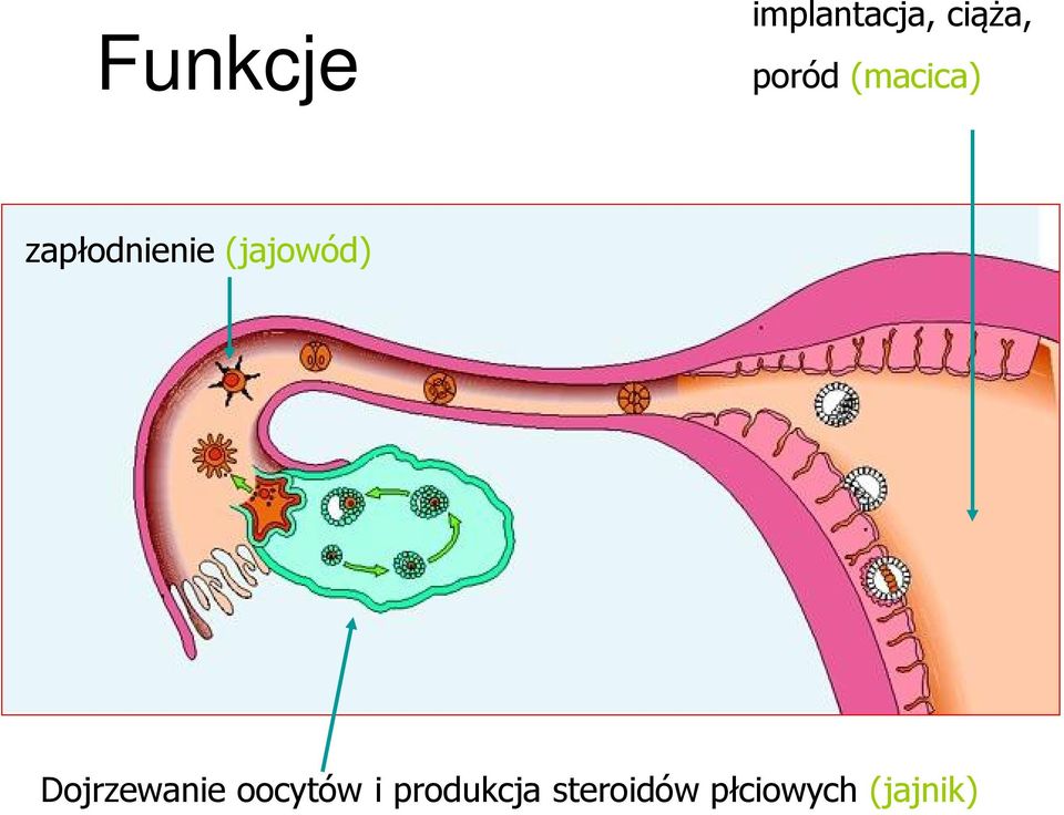 (jajowód) Dojrzewanie oocytów i