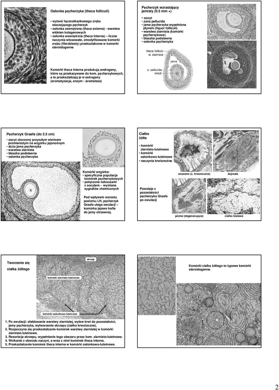 5 mm +) oocyt zona pellucida jama pęcherzyka wypełniona płynem (liquor folliculi) warstwa ziarnista (komórki pęcherzykowe) osłonka pęcherzyka Komórki theca interna produkują androgeny, które są