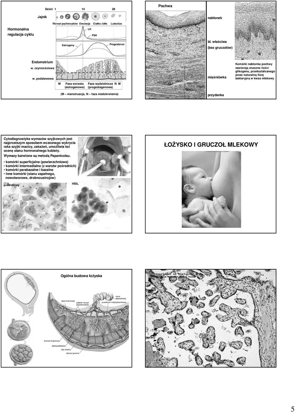 podstawowa M Faza wzrostu Faza wydzielnicza N M (estrogenowa) (progestagenowa) (M menstruacja, N faza niedokrwienia) mięśniówka przydanka Komórki nabłonka pochwy zawierają znaczne ilości glikogenu,